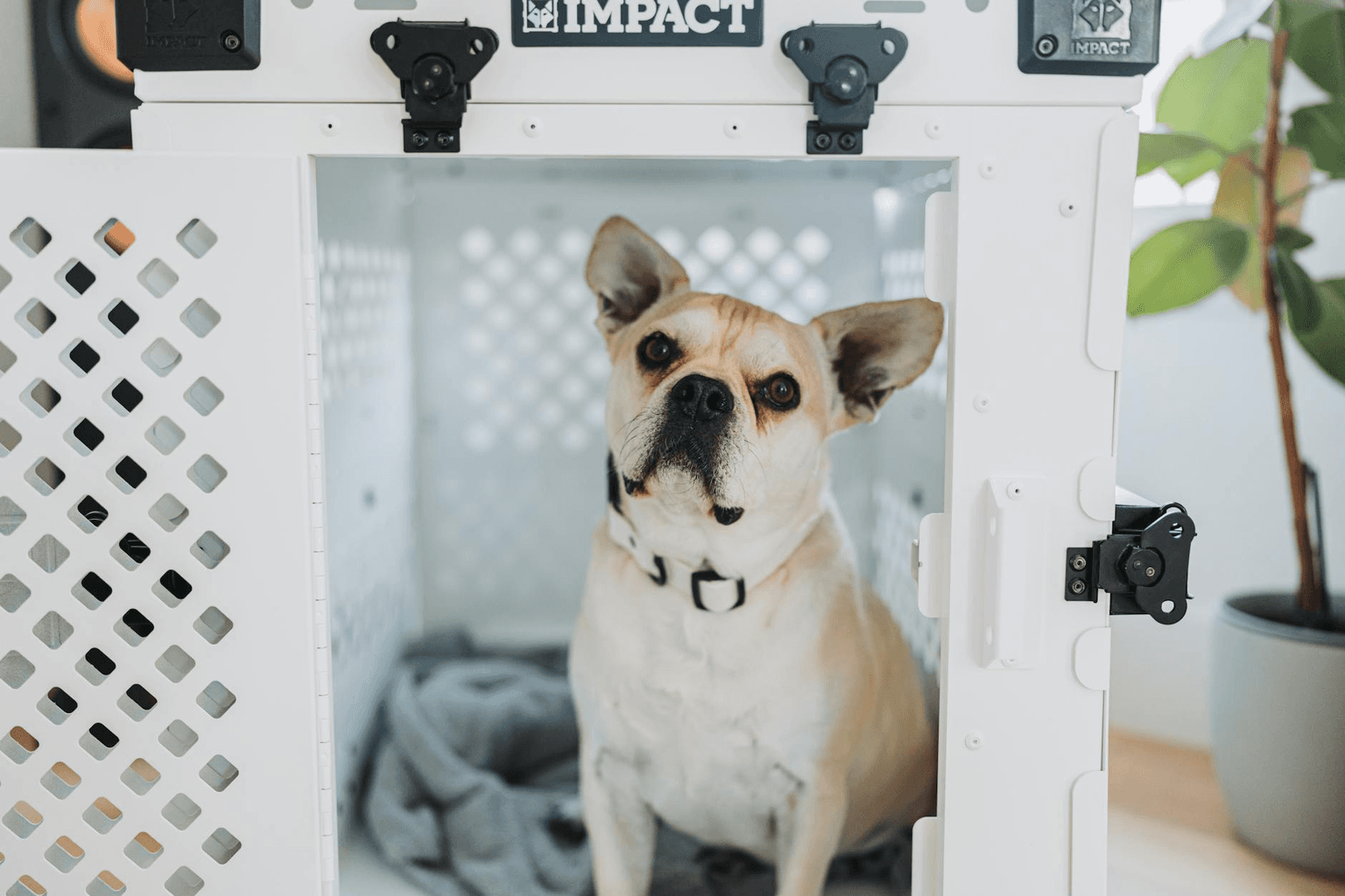 Shipping a Puppy Across Canada: What Breeders and Buyers Need to Know
