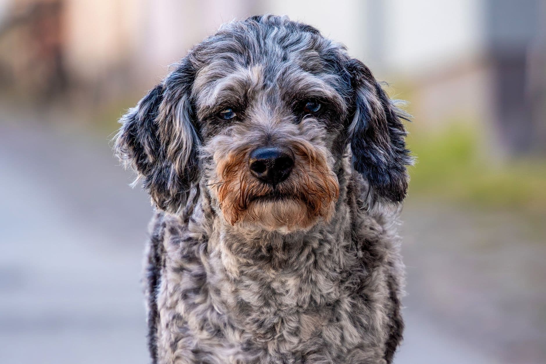 An Aussie Mountain Doodle, a cross of Australian Shepherd, Bernese Mountain Dog, and Poodle