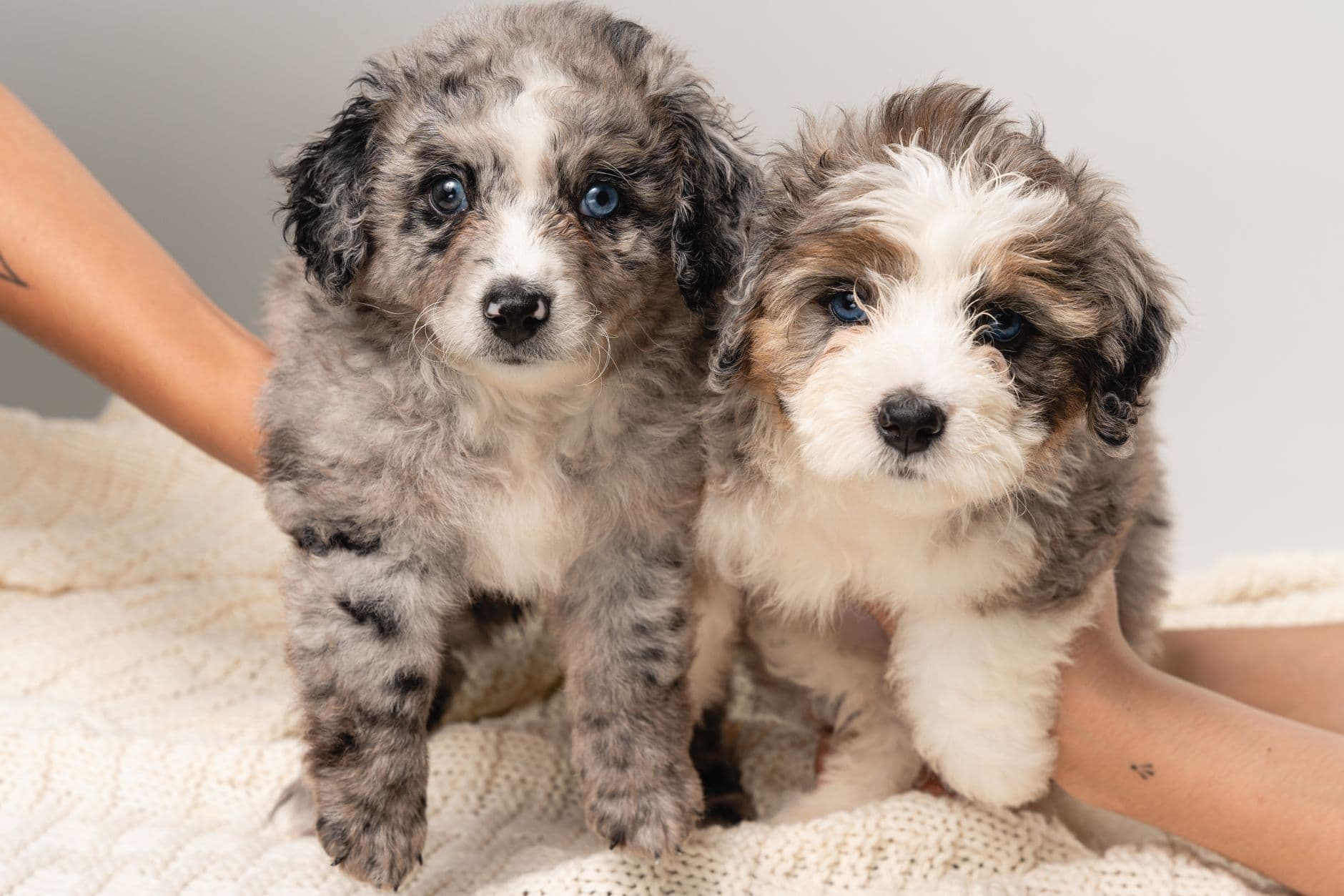 An Aussiedoodle, one of the three doodle crosses compared in this guide