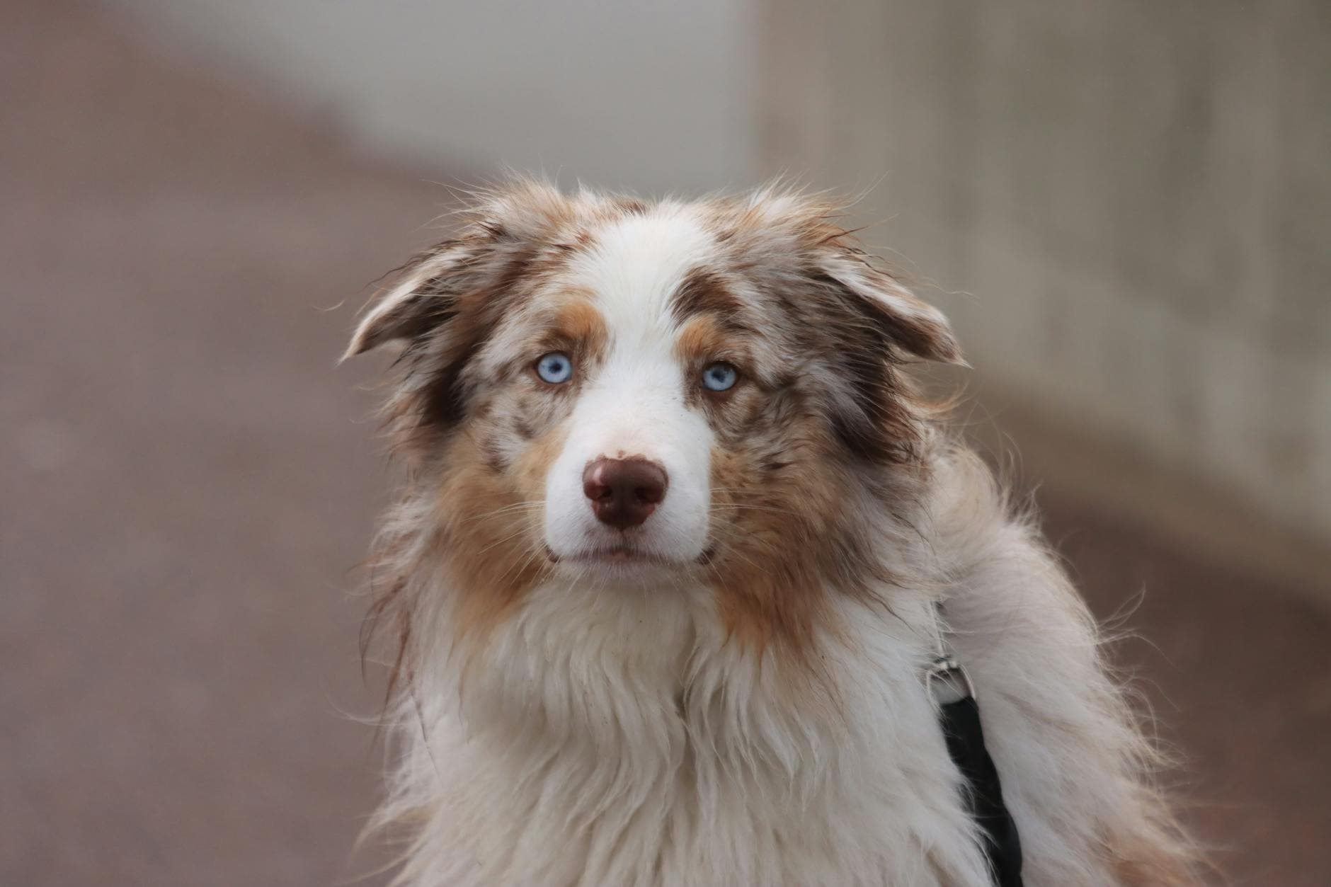 A Australian Shepherd