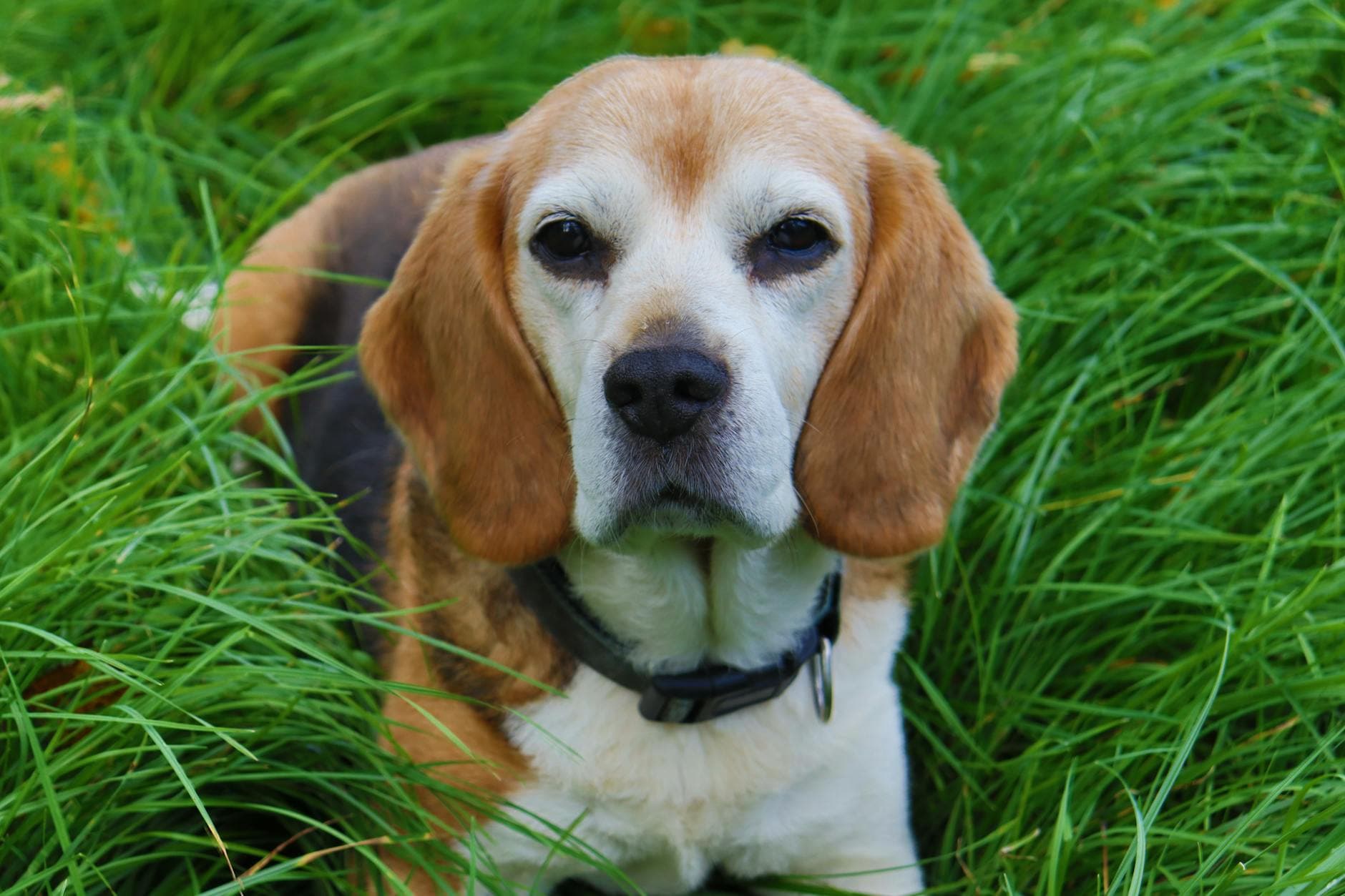 A Beagle