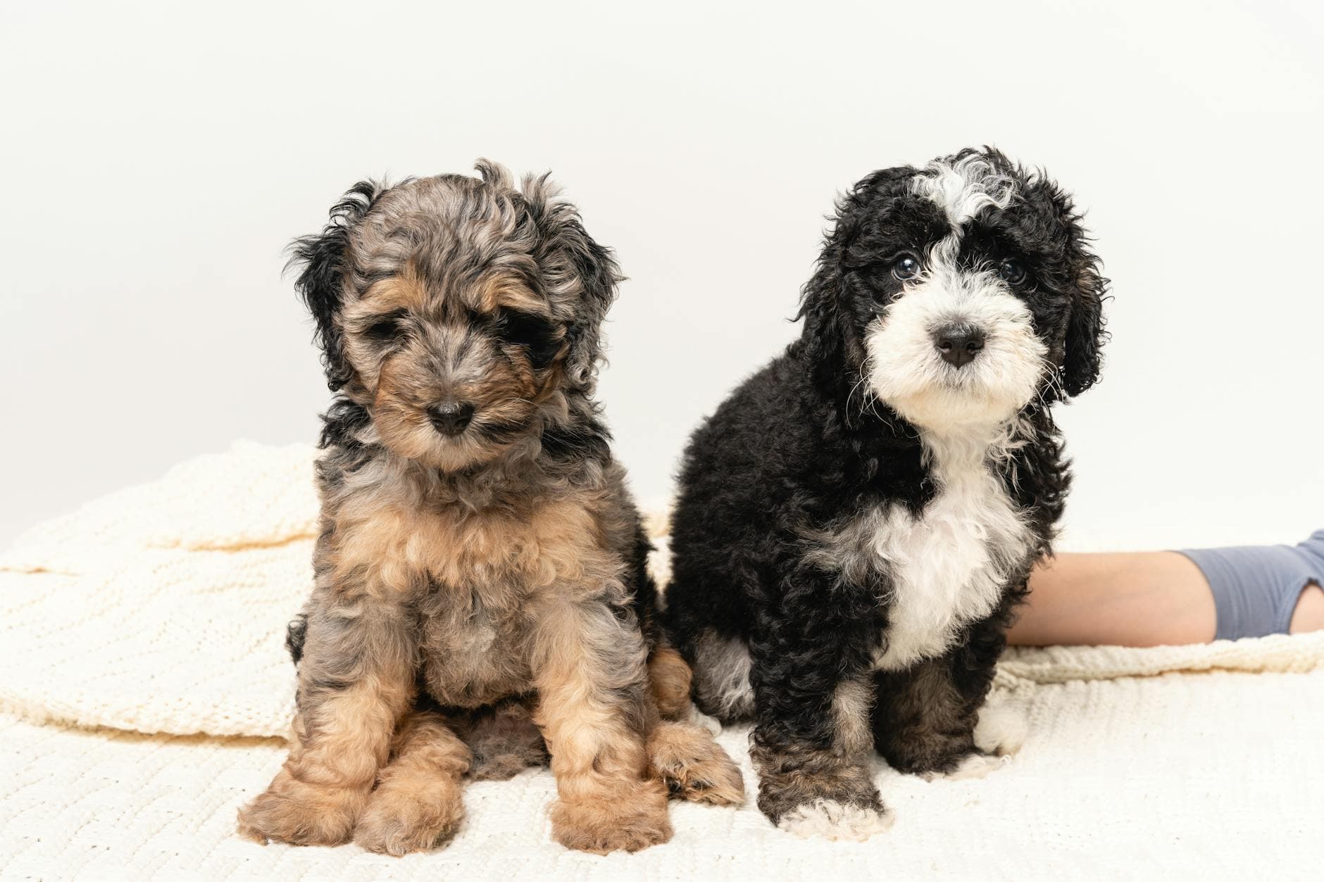 A Bernedoodle