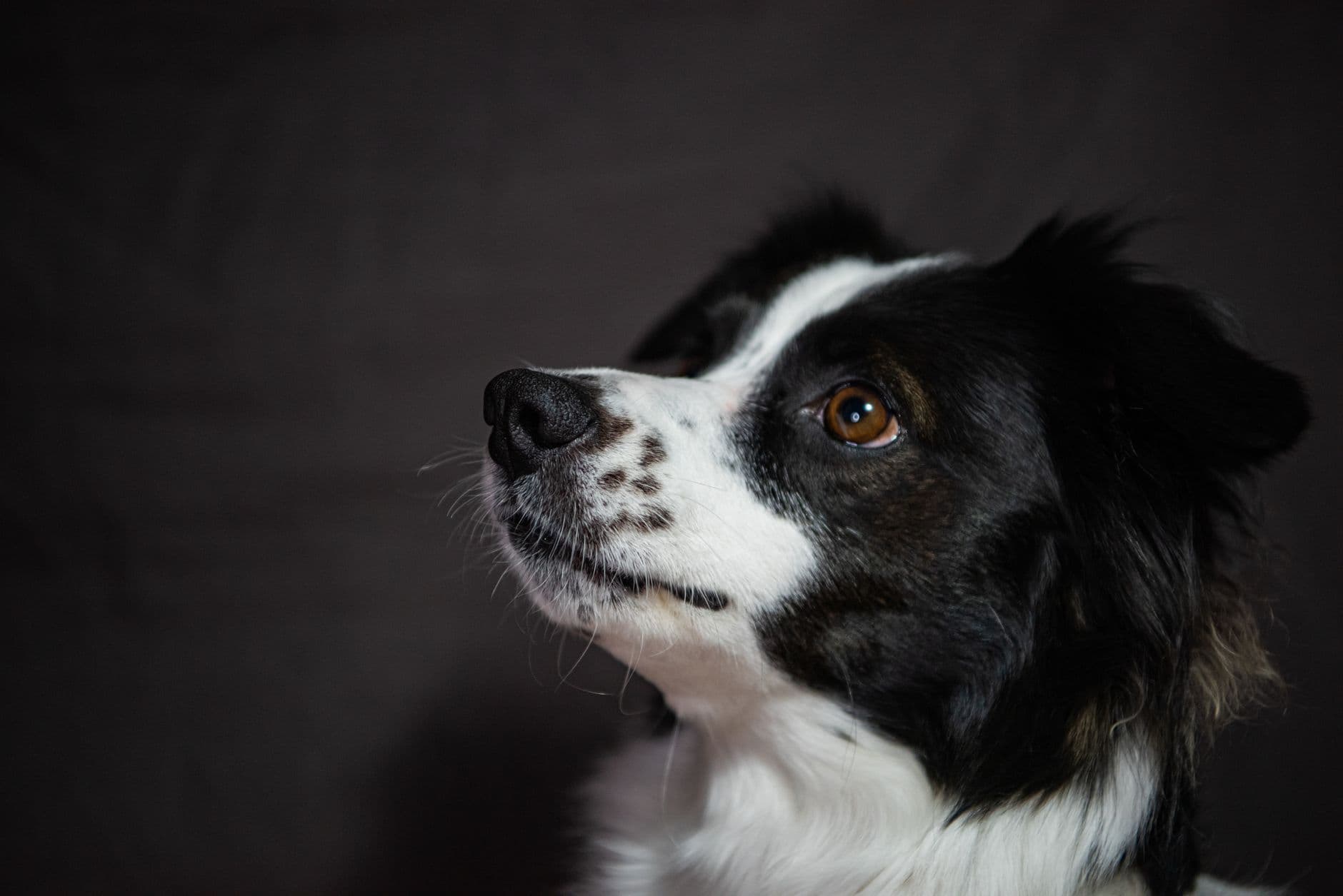 A Border Collie