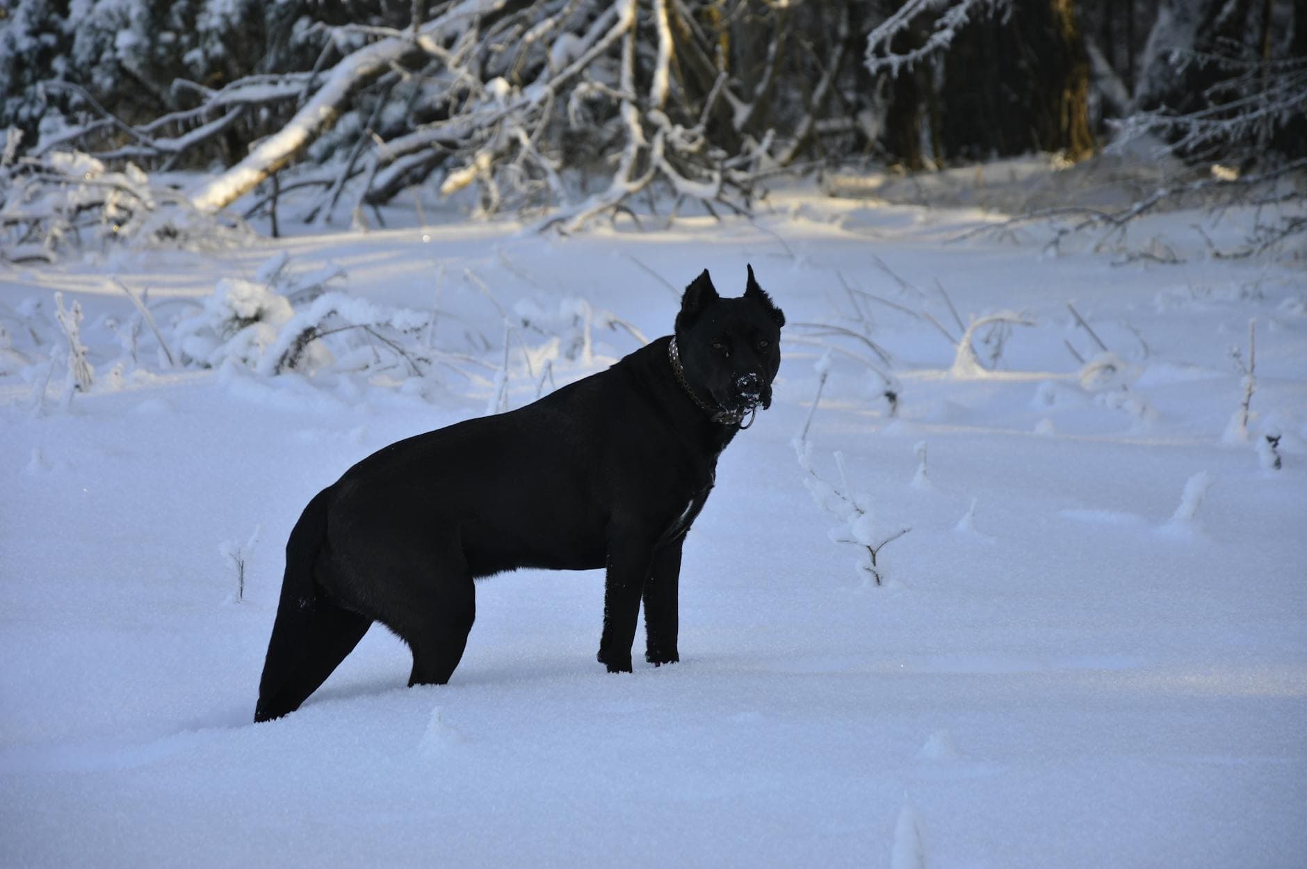 A Cane Corso