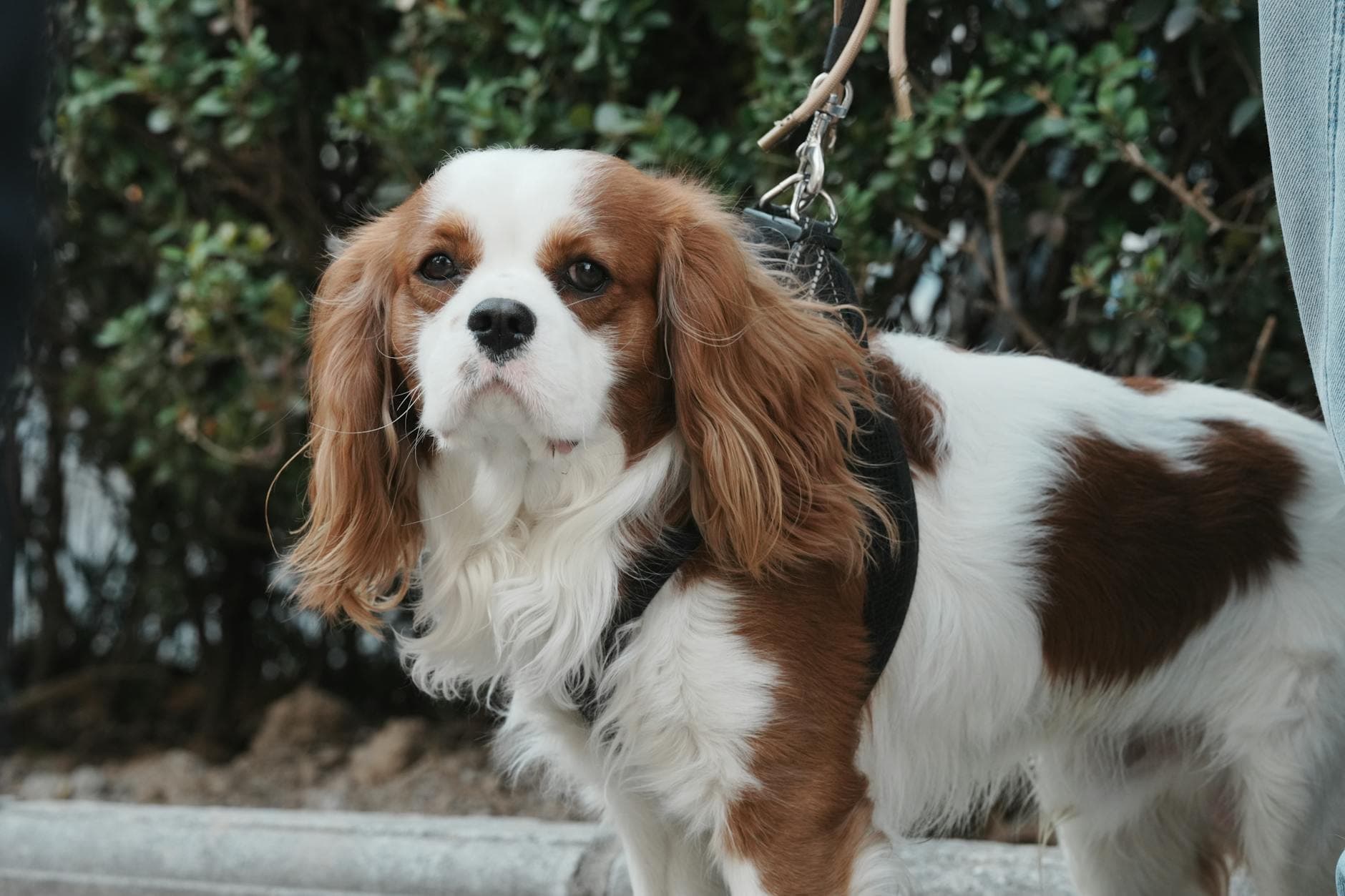 A Cavalier King Charles Spaniel