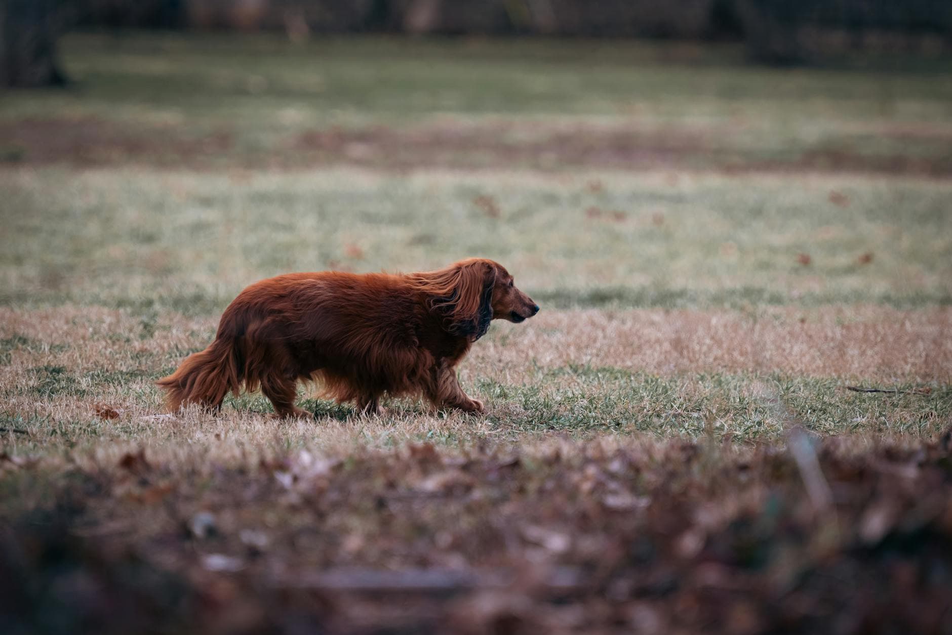 A Dachshund
