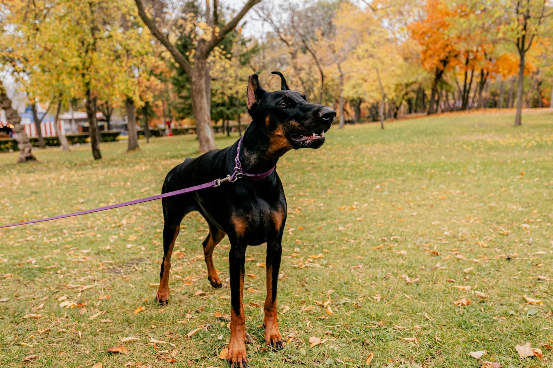 A Doberman Pinscher