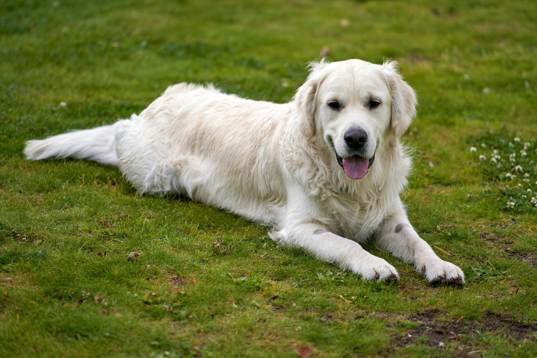 A English Cream Golden Retriever