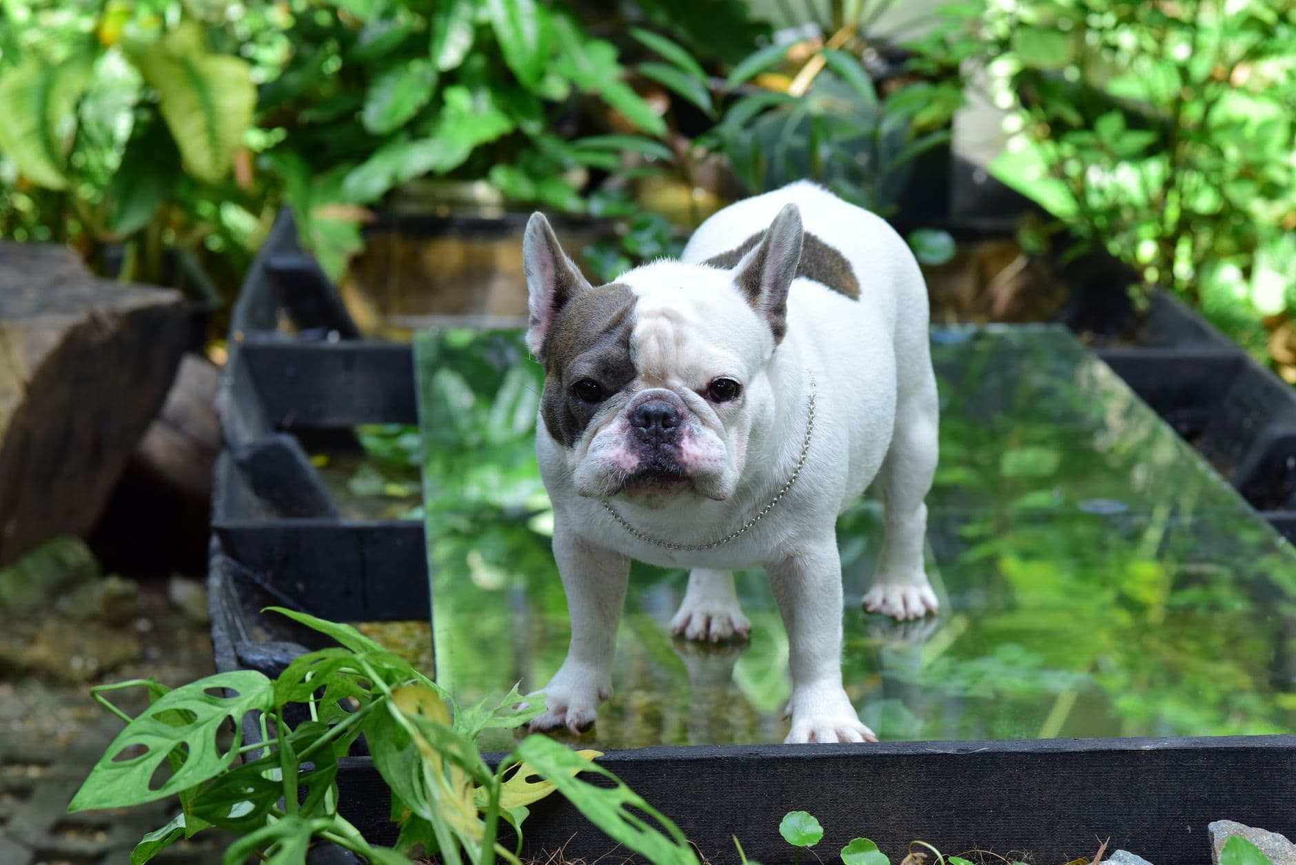 A French Bulldog