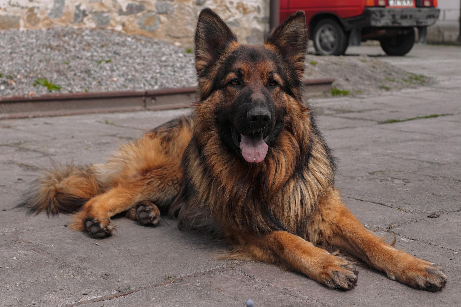 A German Shepherd