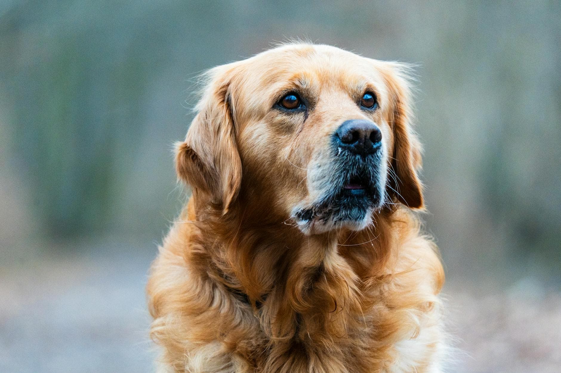 A Golden Retriever