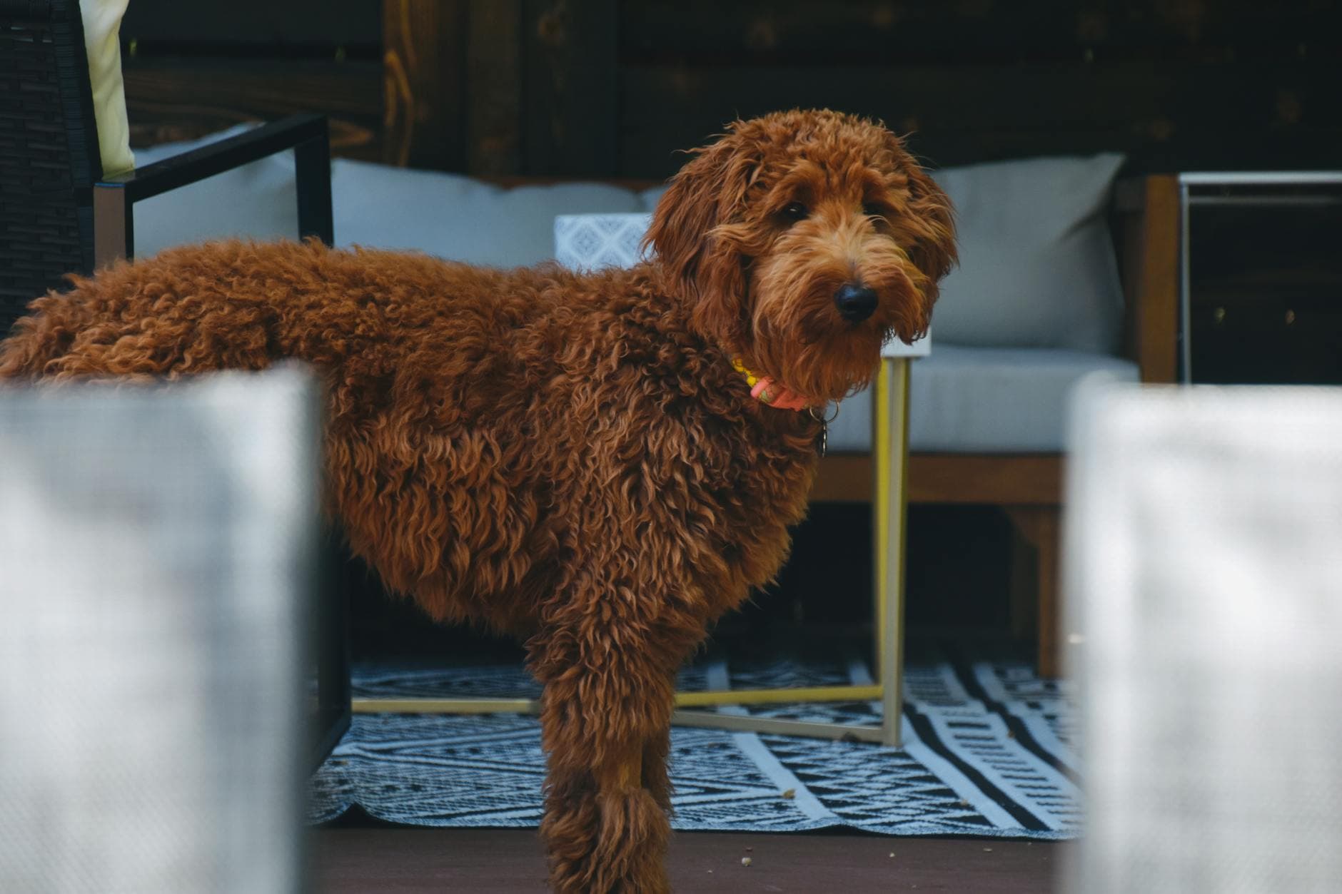 A Goldendoodle
