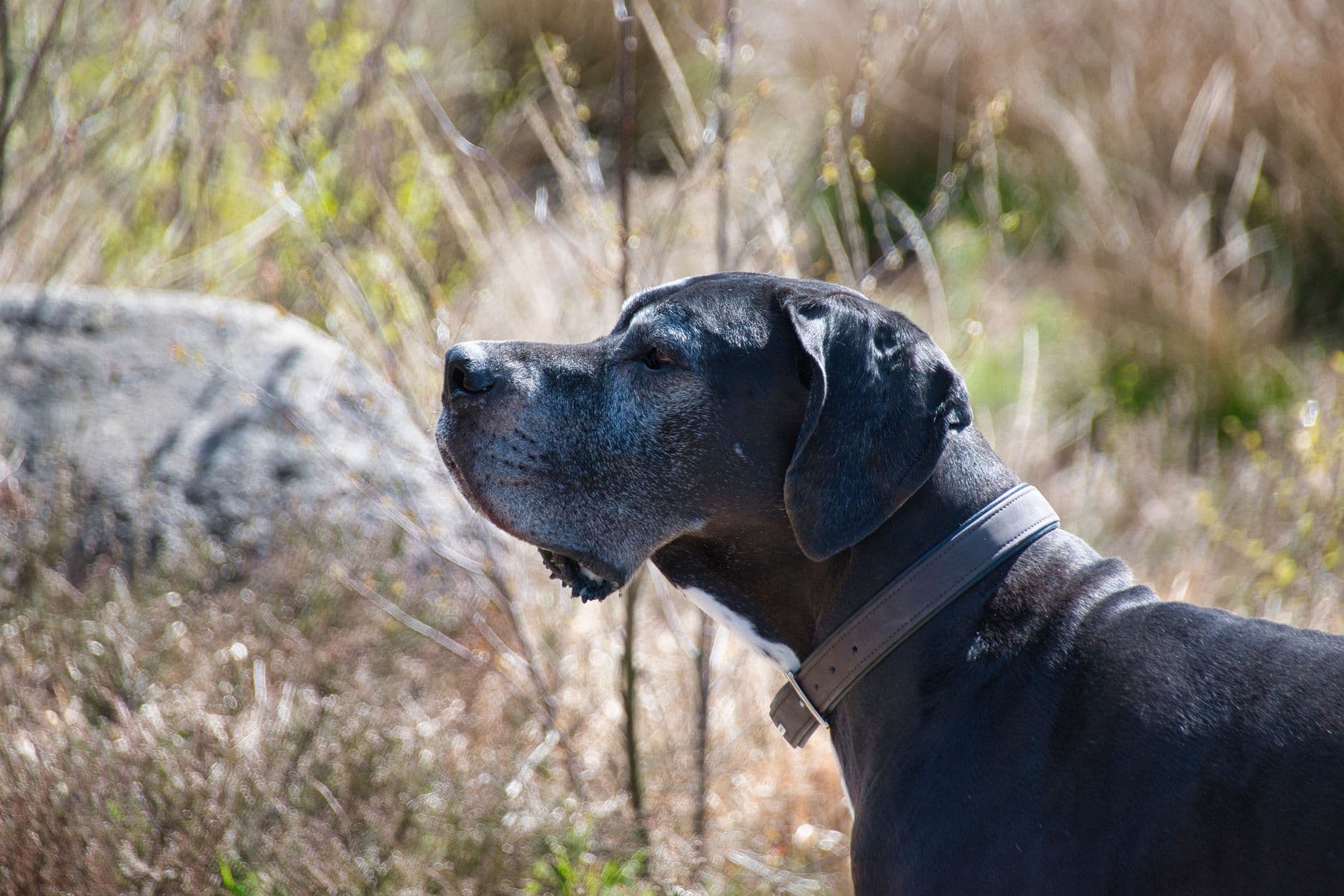 A Great Dane