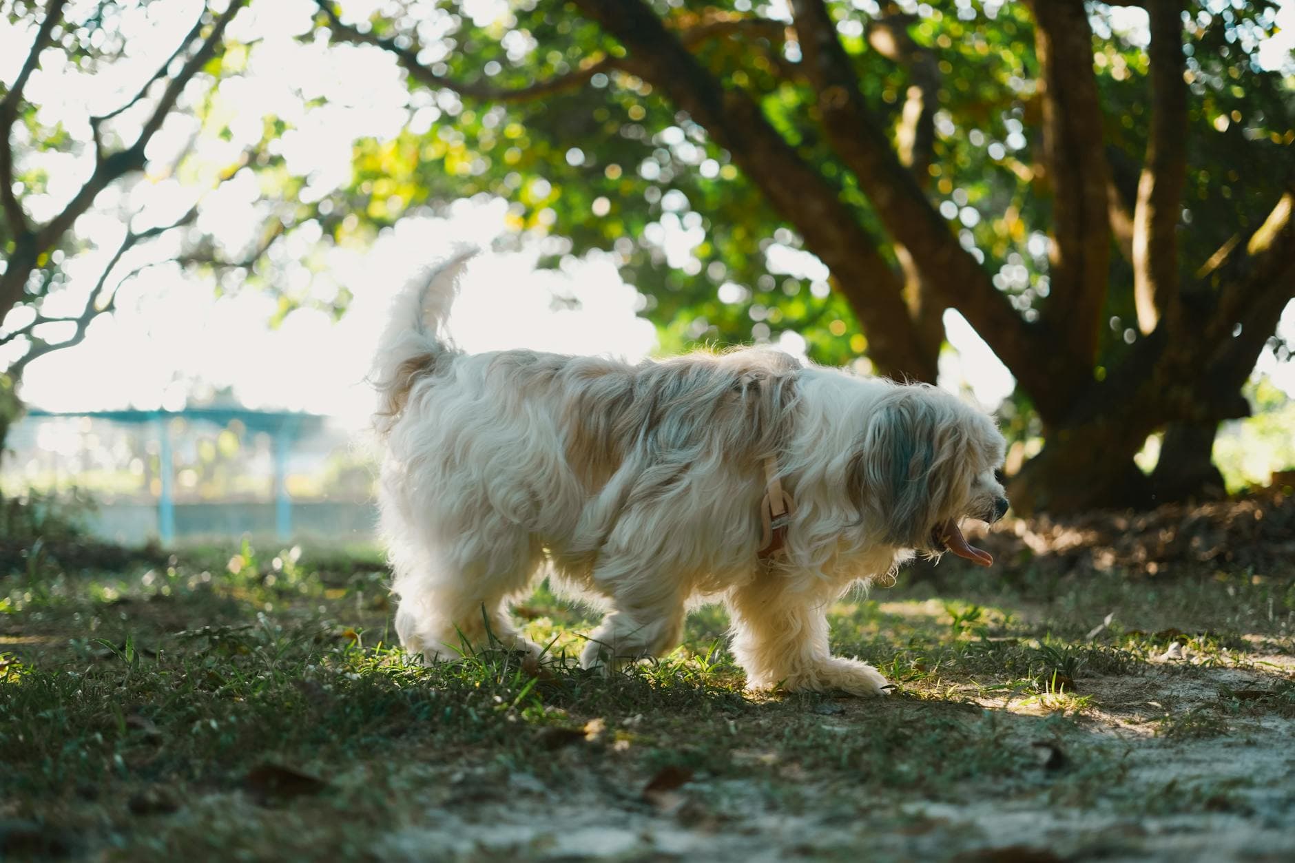 A Havanese