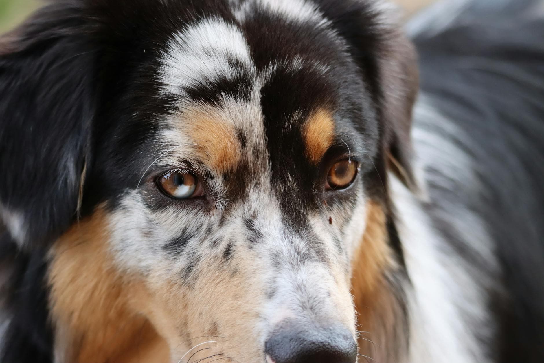 A Miniature American Shepherd