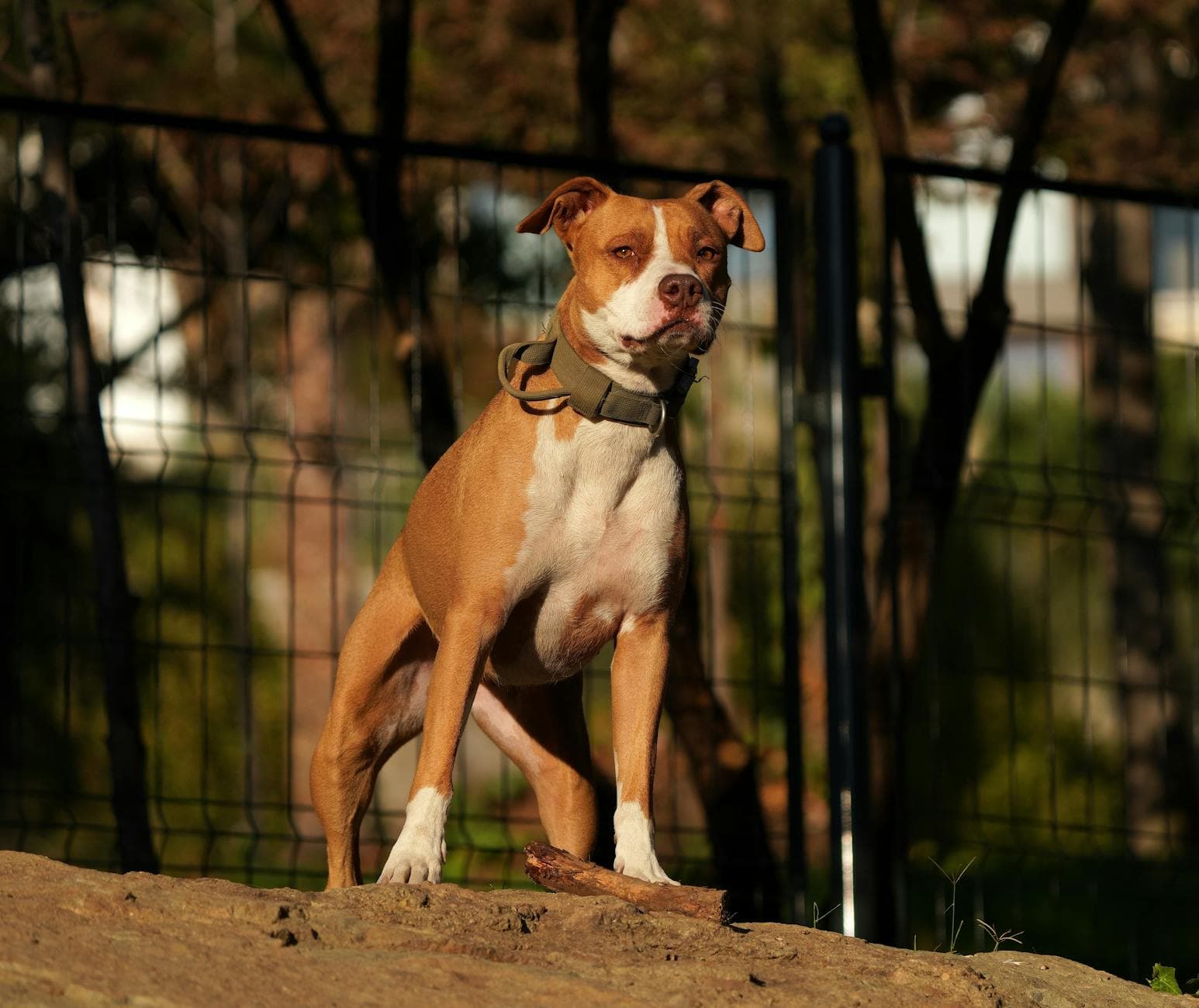 A Pit Bull