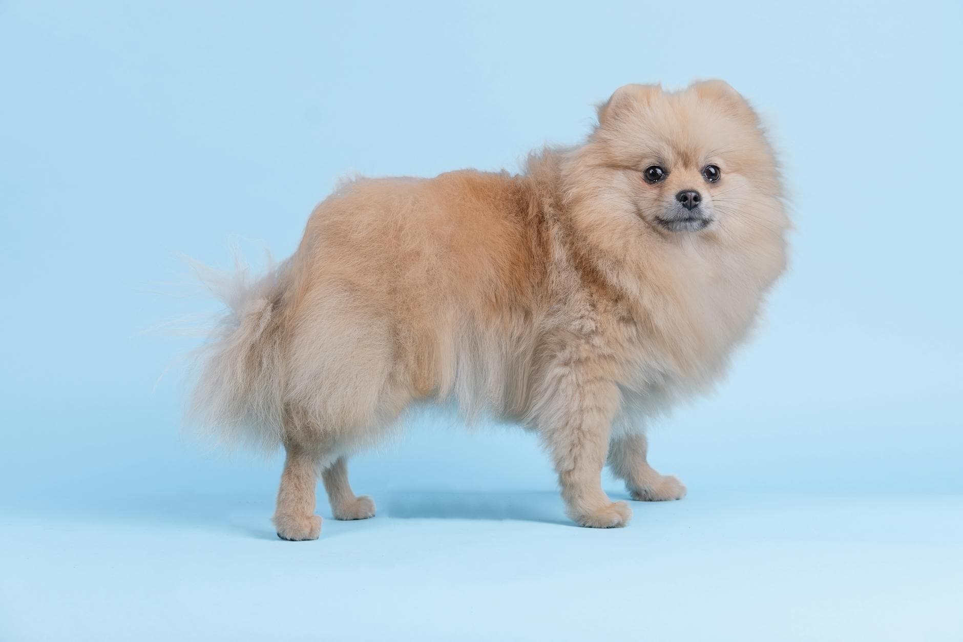 A Pomeranian