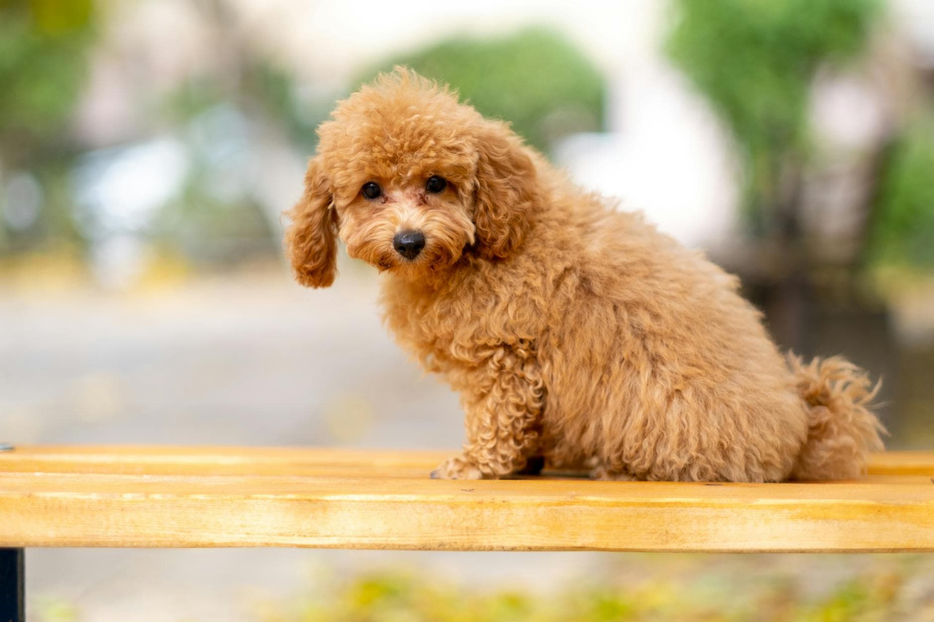 A Poodle