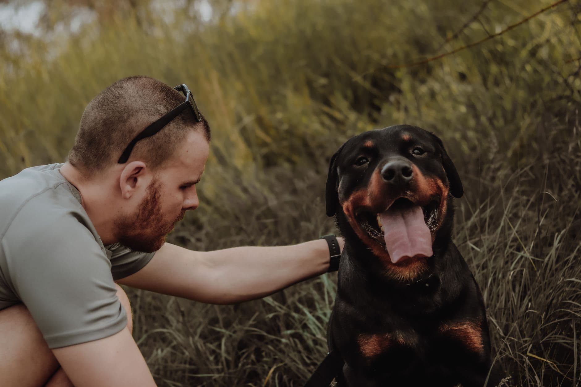 A Rottweiler