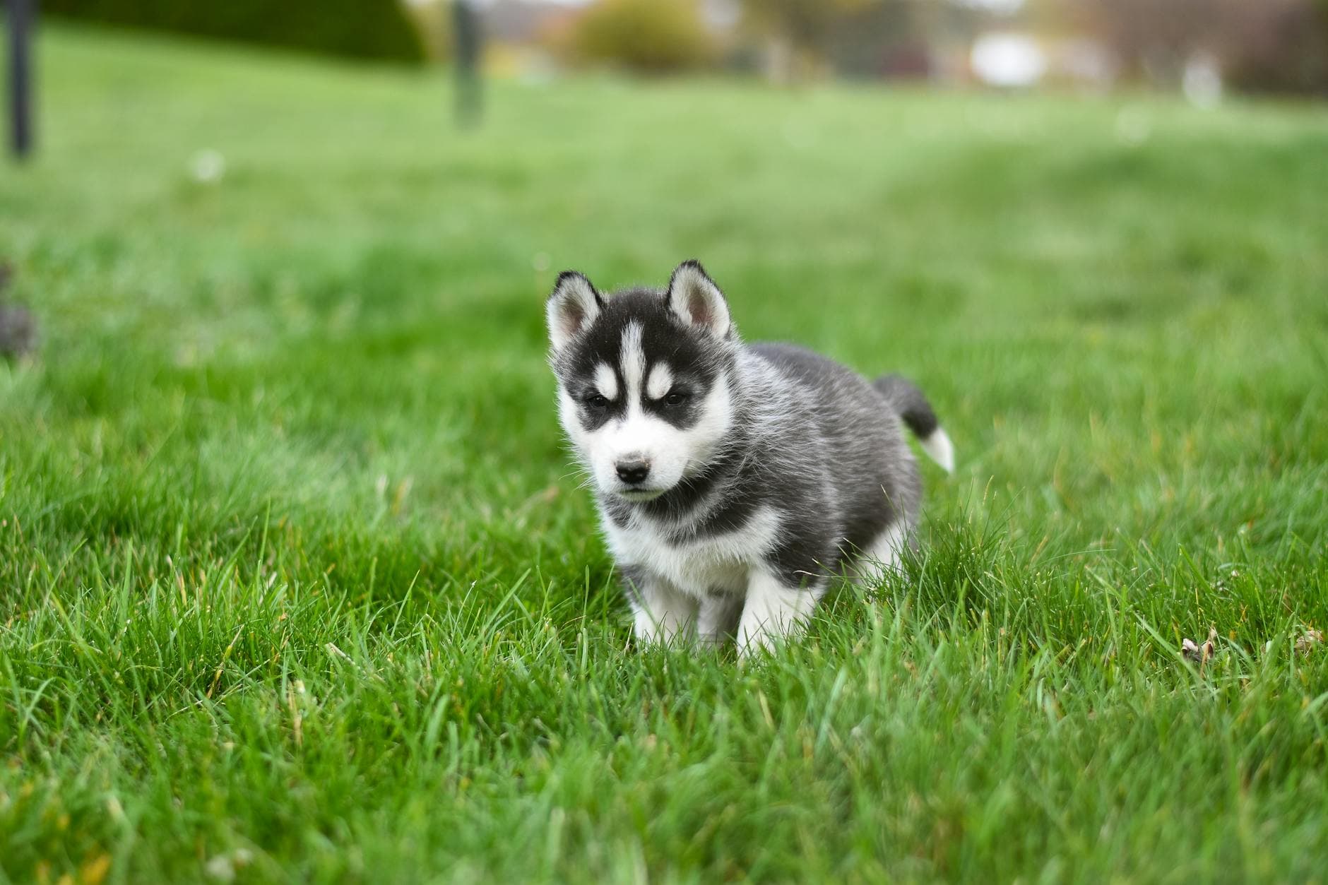 A Siberian Husky