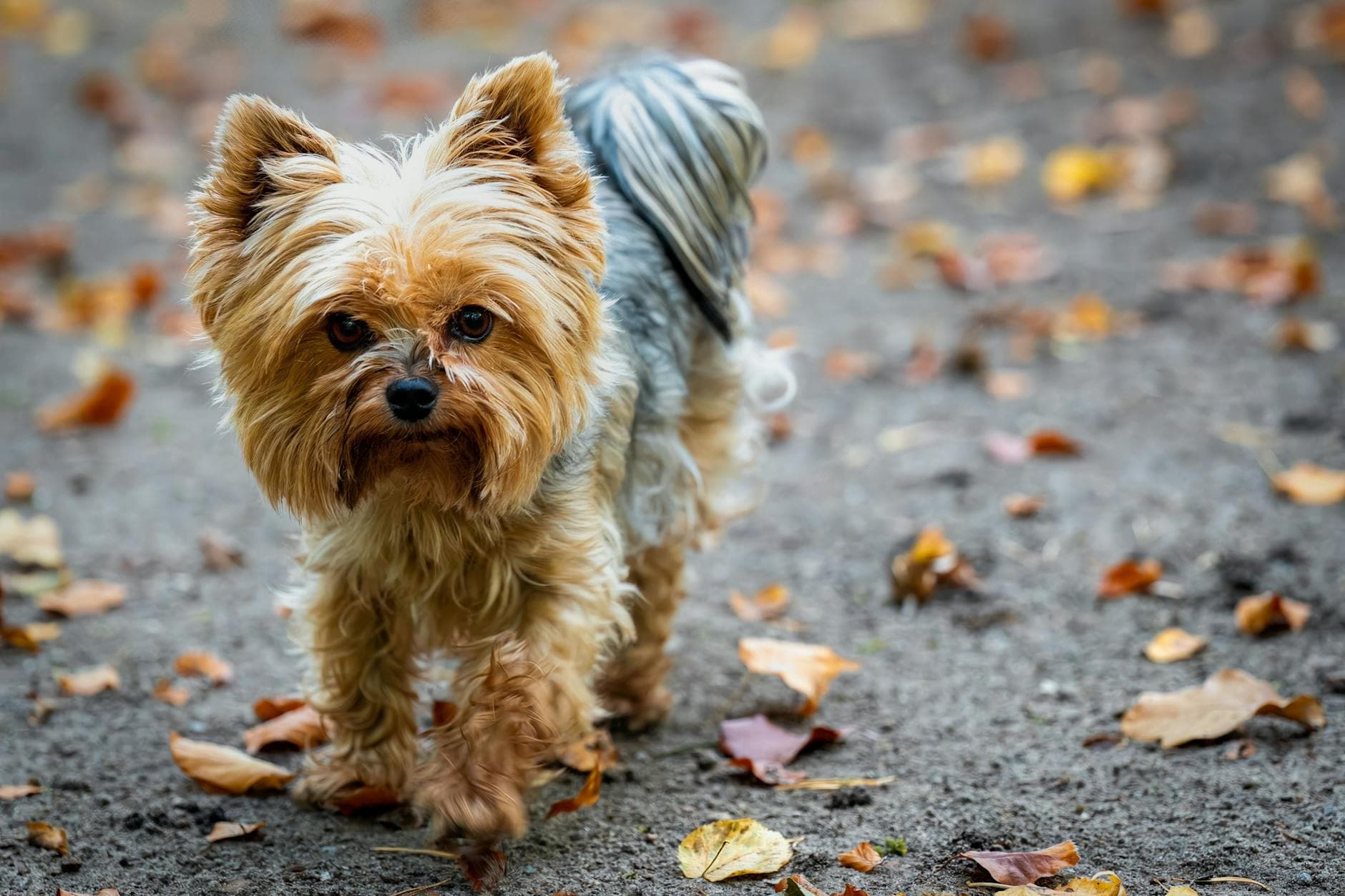 A Yorkshire Terrier
