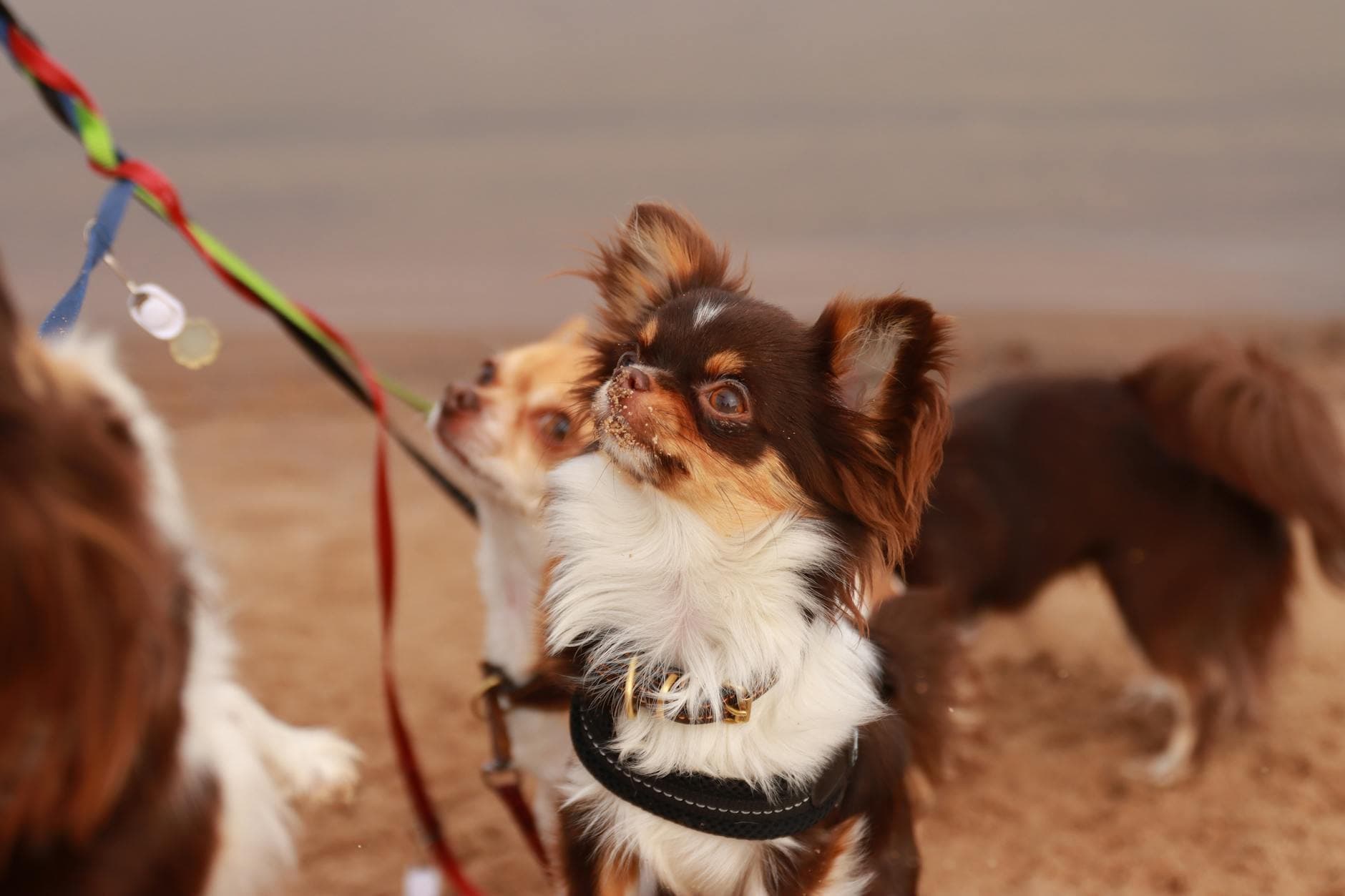 A Chihuahua