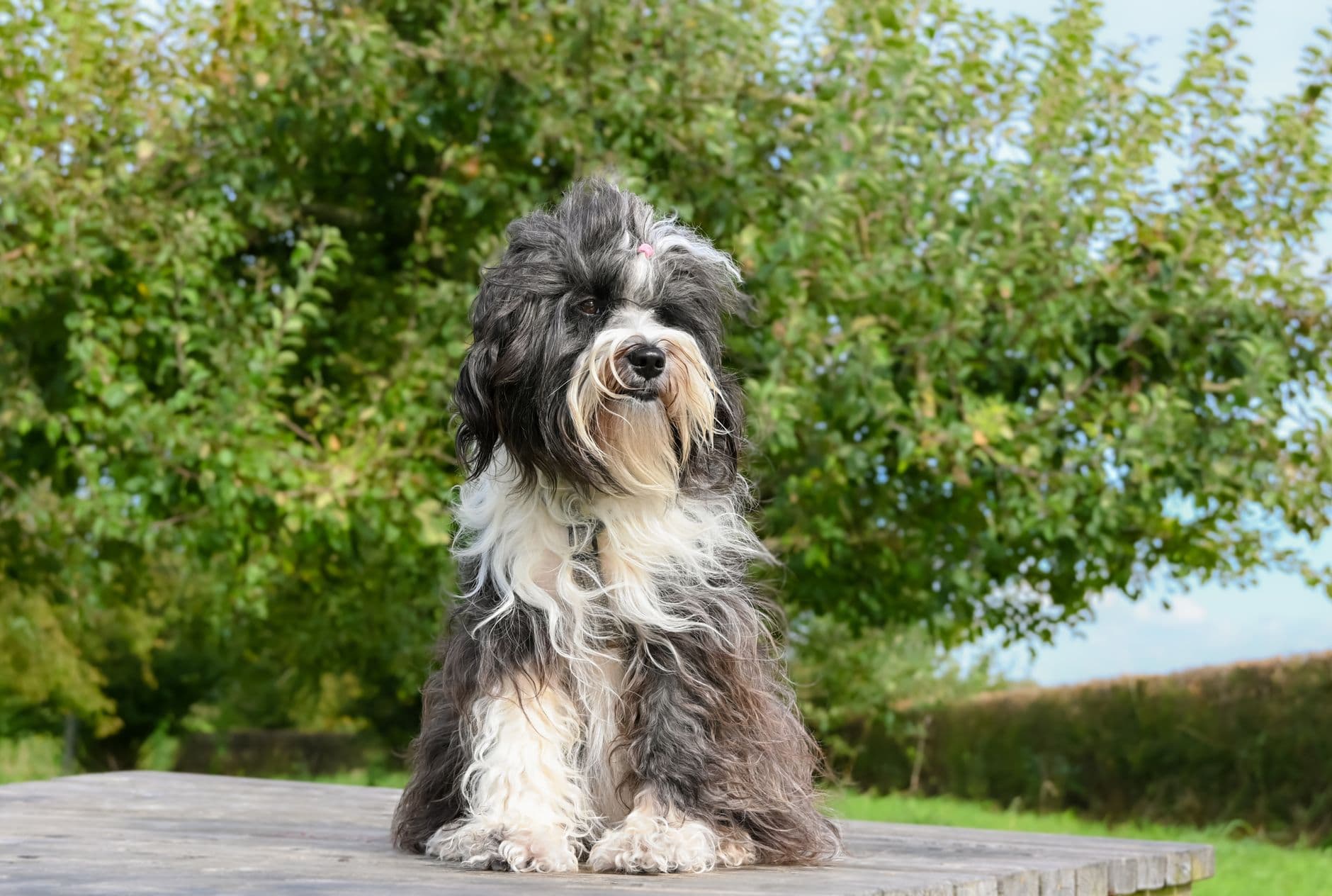 A doodle dog, the kind of crossbreed that needs breed-specific health testing