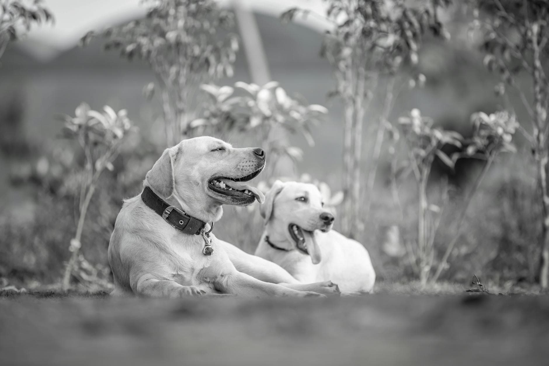 A Labrador Retriever