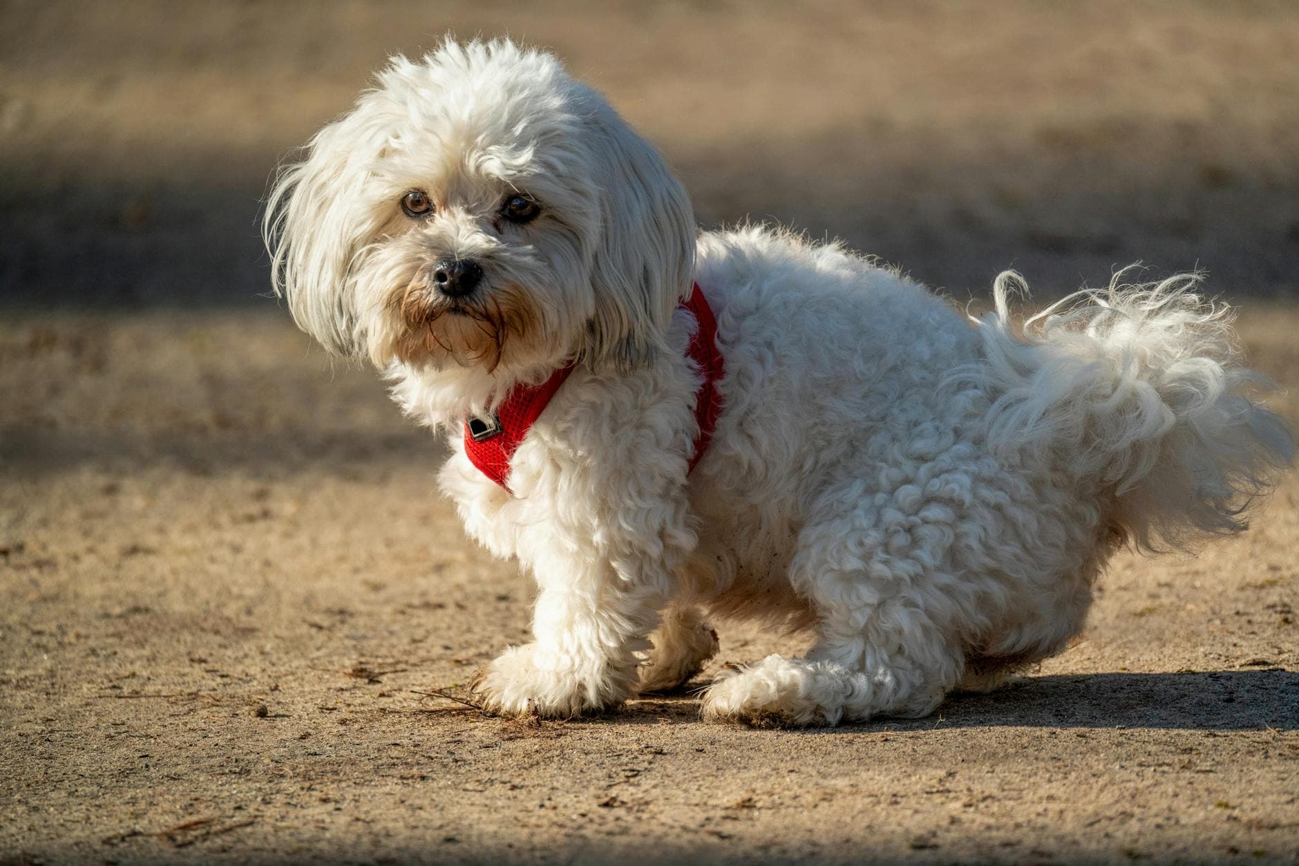 A Maltese