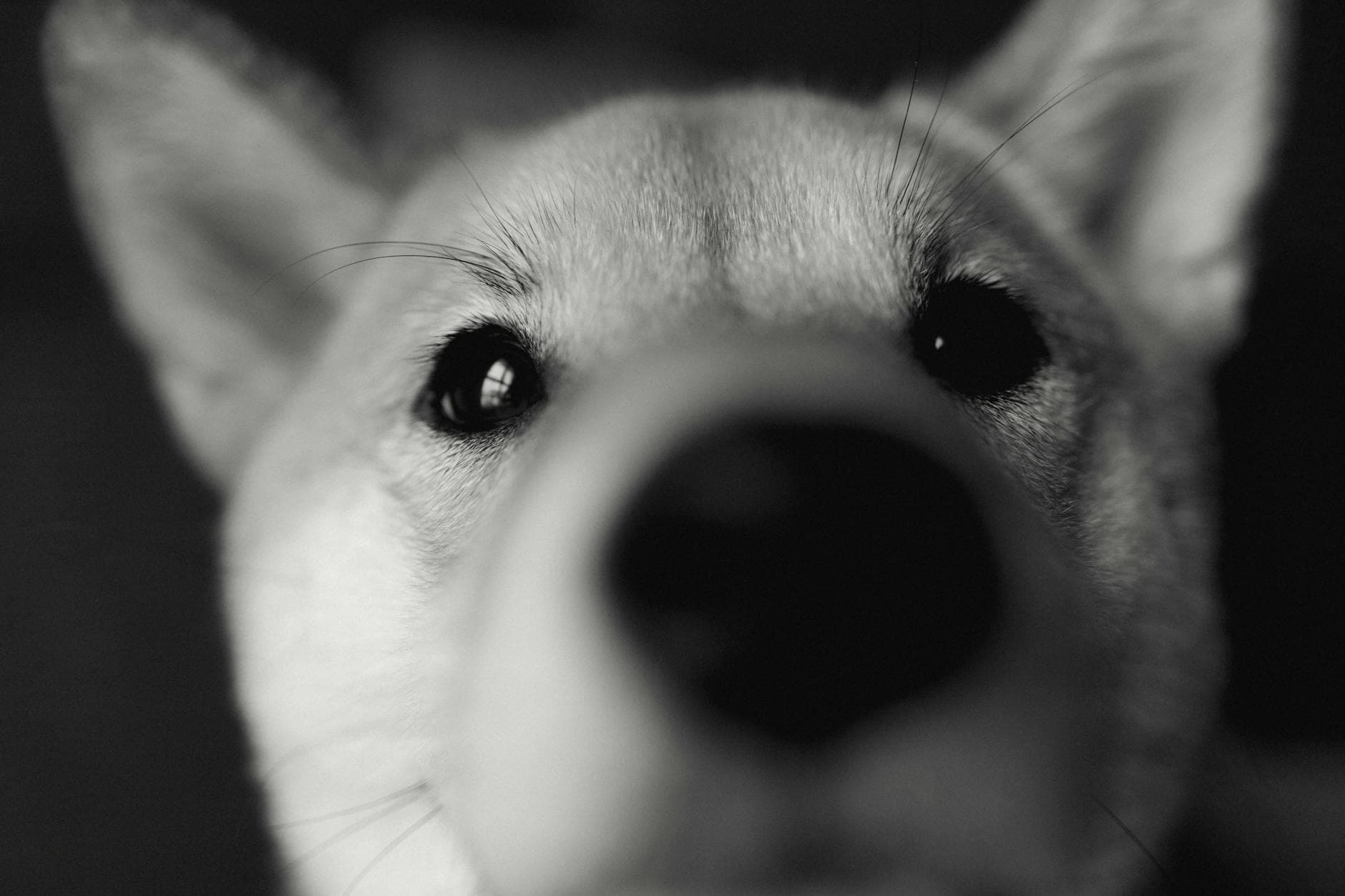 A Shiba Inu
