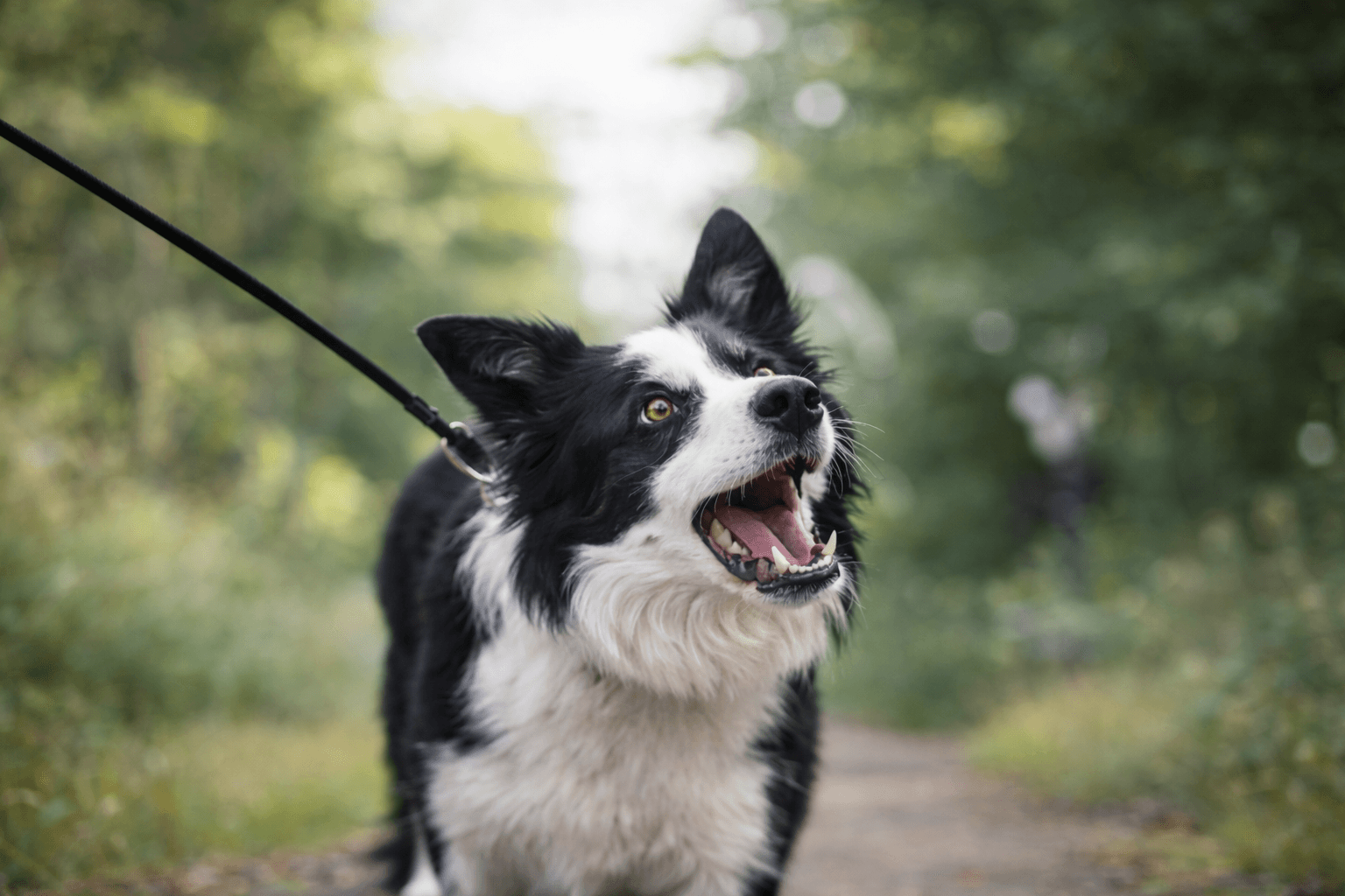 A border collie on a leash, mouth open, alert in a wooded path