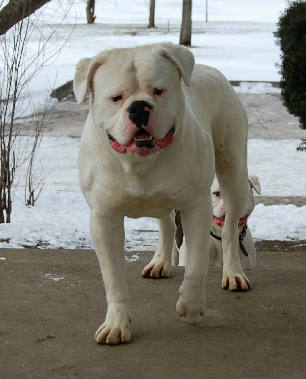Great Lakes Polar Bear