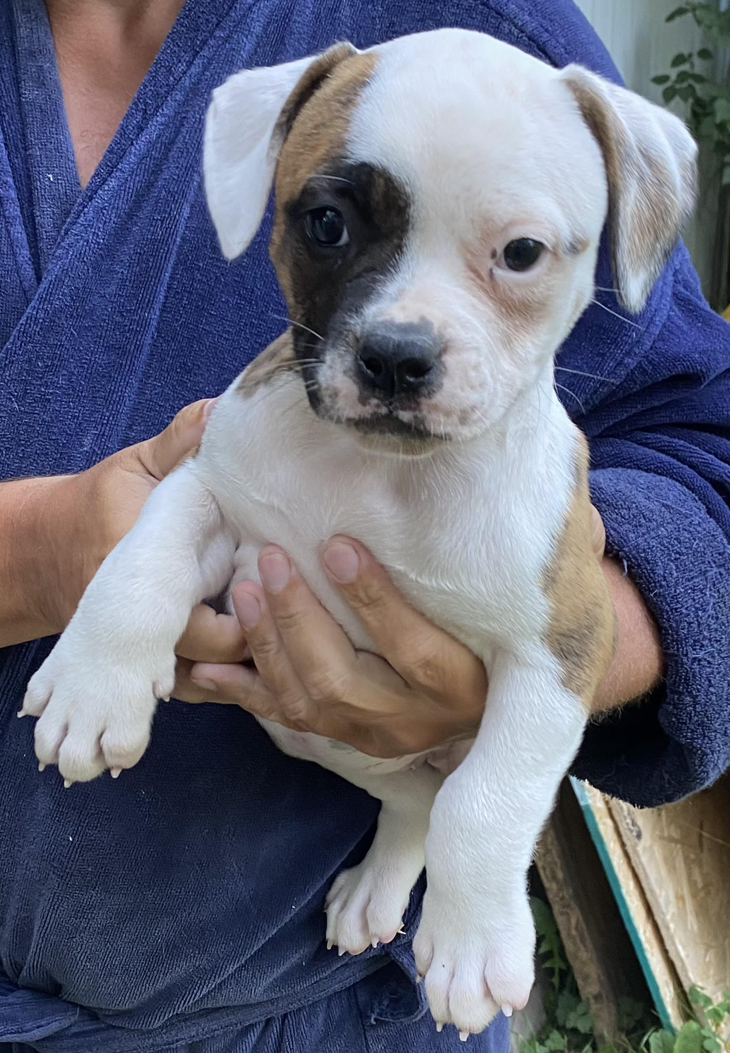 RoseBull Gracie Ross