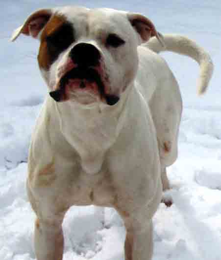KiWS/ Valor's Bulldog Reverb of FFAB