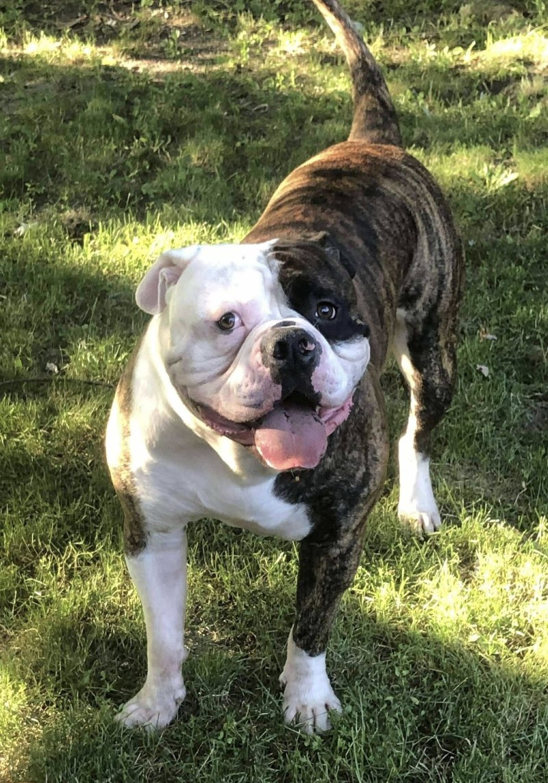 RoseBull Titan