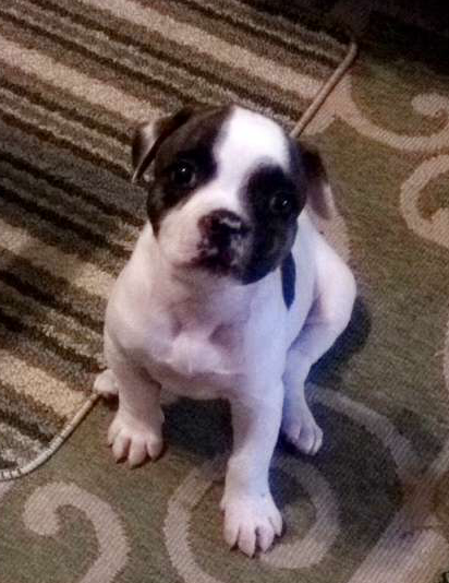RoseBull Annabelle