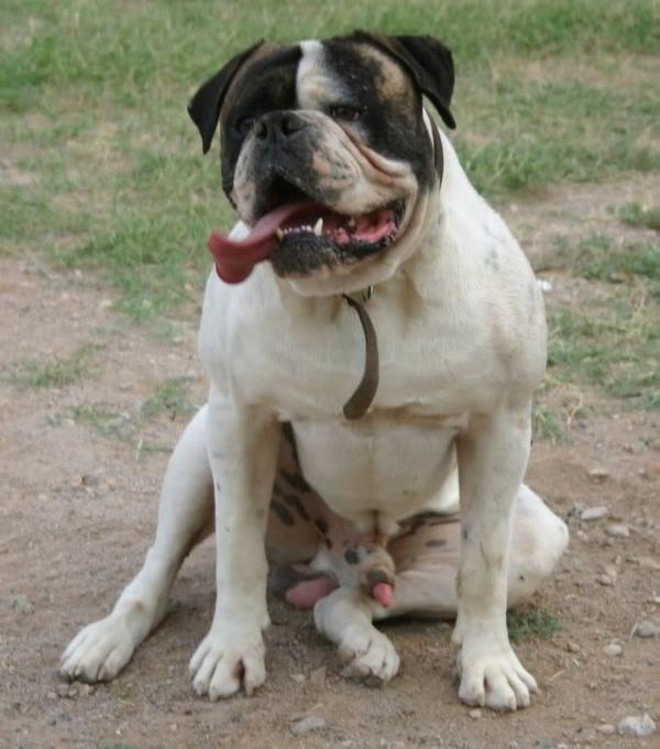 COH's Ole' Dirdy of Buffdogs