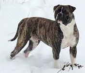 Dailey's Angus