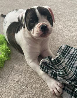 RoseBull Phlick