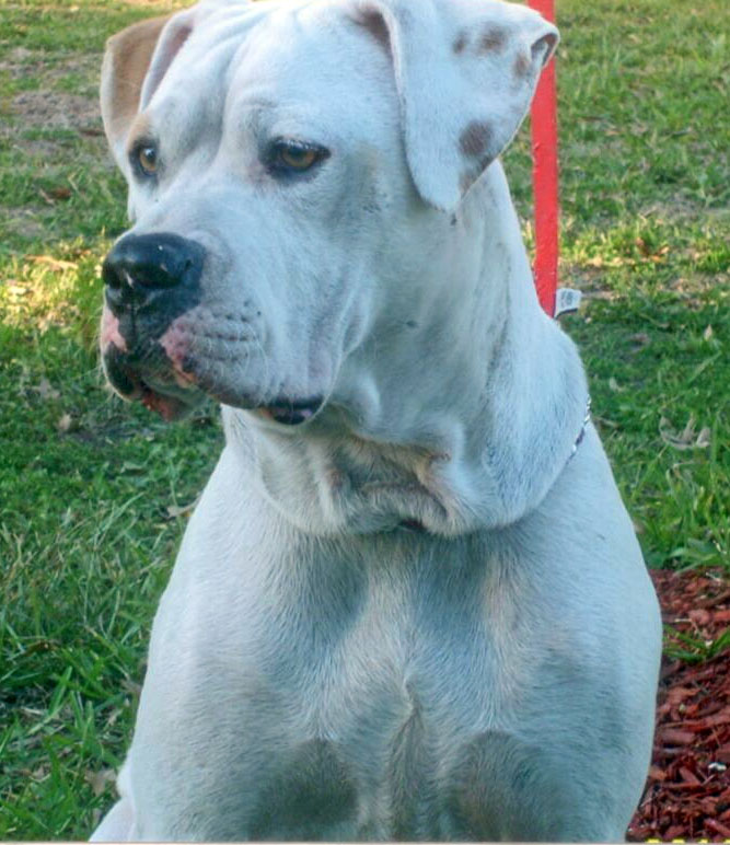 Forbidden Bloodline Coco