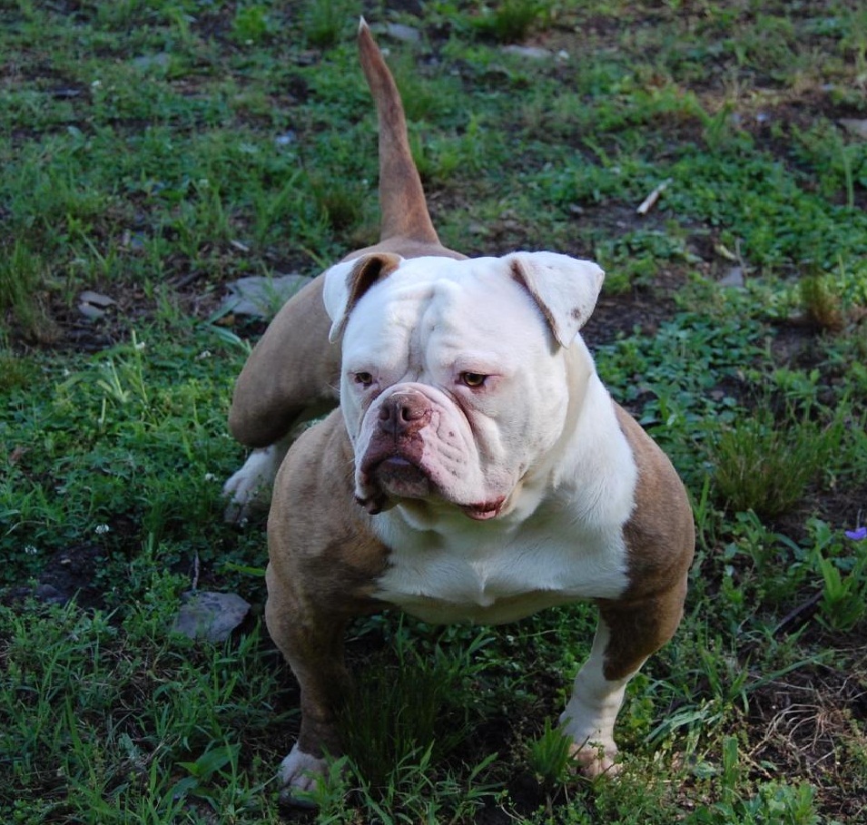 Brute Force Slick