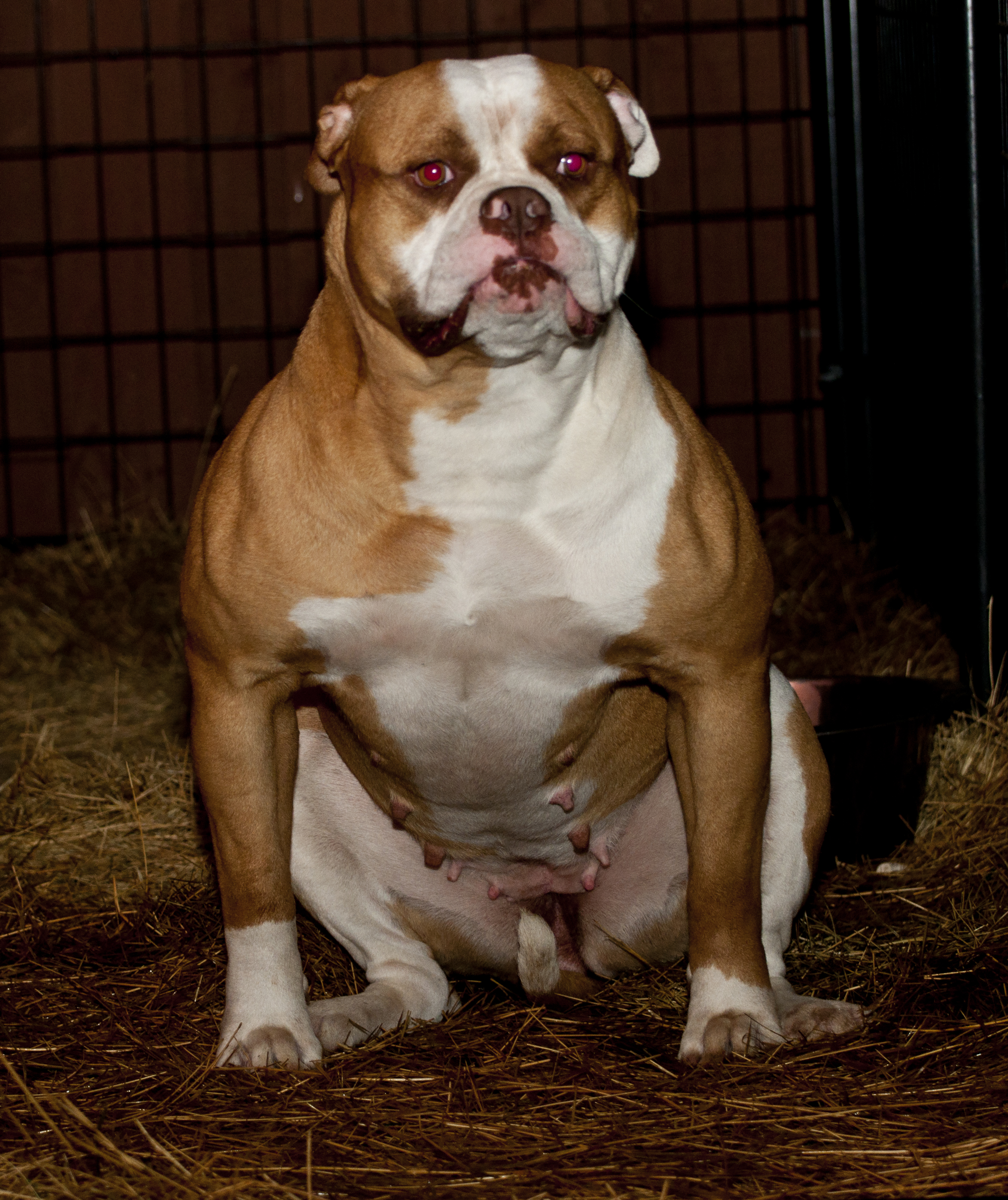 Epic Bullies' Torrita