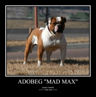 Ado-beg Mad Max
