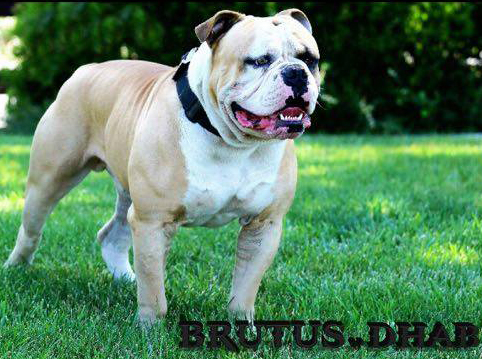 Brutus of DHAB