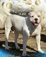 RoseBull Ozzy