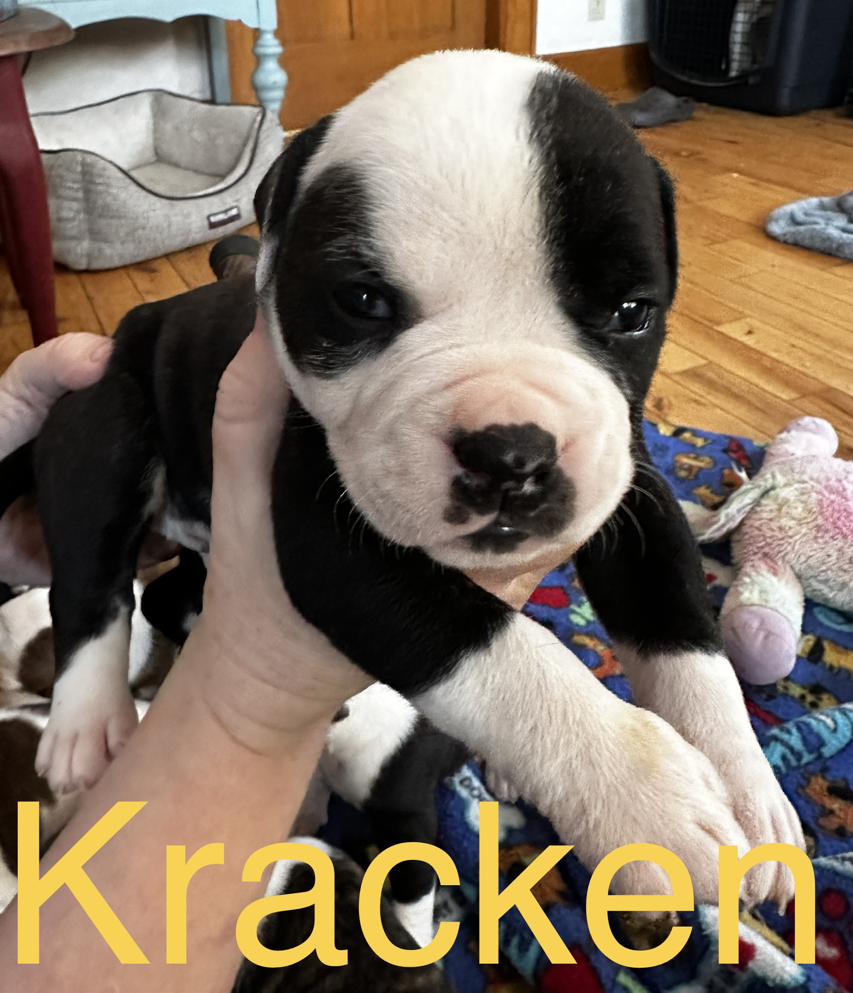 RoseBull Kracken