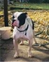 Hammer's Miss Sadie Girl