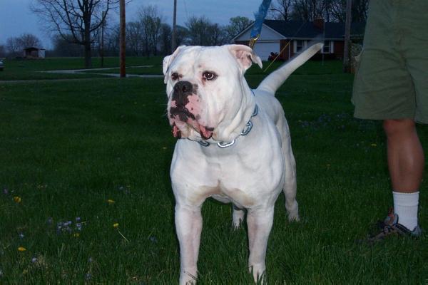 WTK's Priest aka Gargett's White Thunder