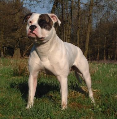 Chestnut's Little Cherokee of SAB