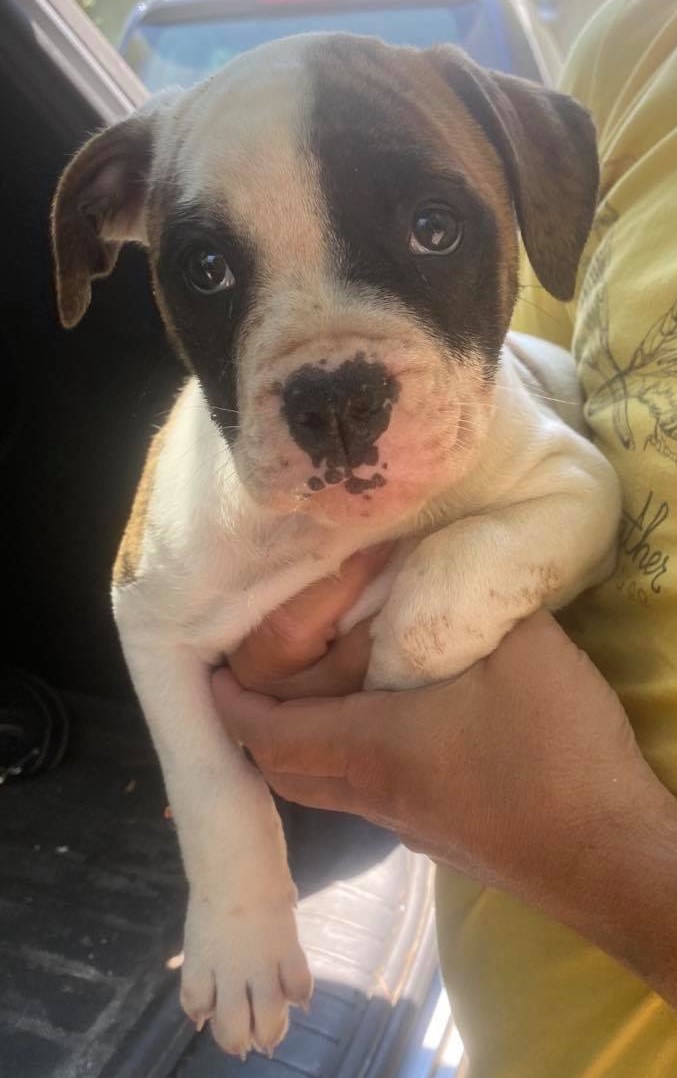 RoseBull Kona Warman